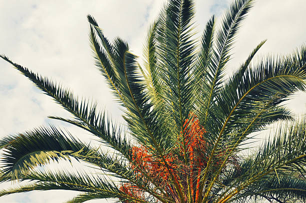 istock High view of palm tree leaves against a cloudy sky. 184859657