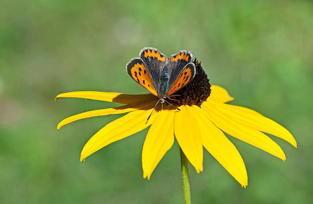 pequena borboleta marrom - lycaena phlaeas imagens e fotografias de stock