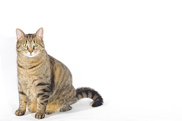 posing cat cat posing on white background chubby cat stock pictures, royalty-free photos & images