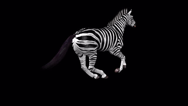African Zebra - Savannah Horse - Wild Animal - Gallop Run Loop - Back Angle View CU