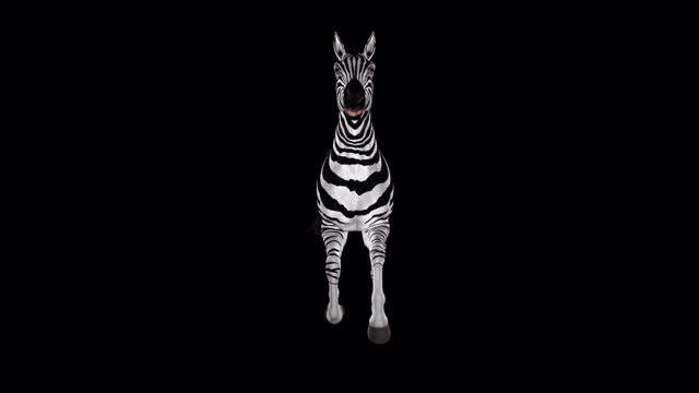 African Zebra - Savannah Horse - Wild Animal - Gallop Run Loop - Front View CU