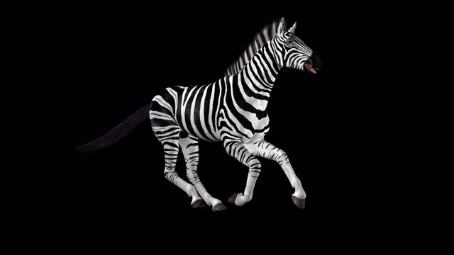 African Zebra - Savannah Horse - Wild Animal - Gallop Run Loop - Side Angle View CU
