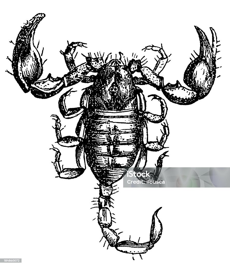 Europäische Skorpion (Skorpion Europaeus - Lizenzfrei Alt Stock-Illustration