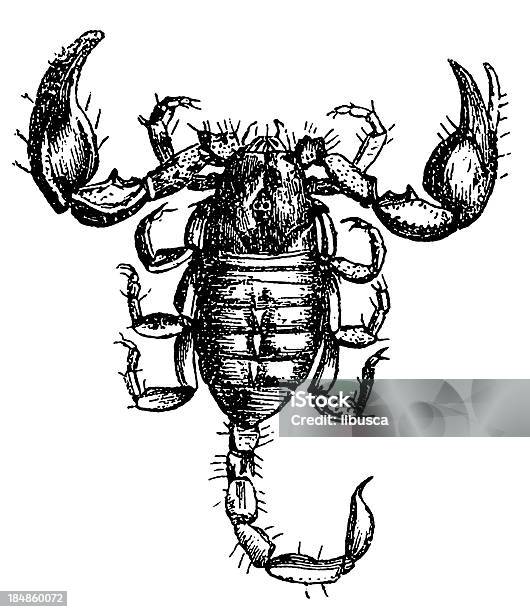 European Scorpion Skorpion Europaeus - Stockowe grafiki wektorowe i więcej obrazów Antyczny - Antyczny, Bez ludzi, Białe tło