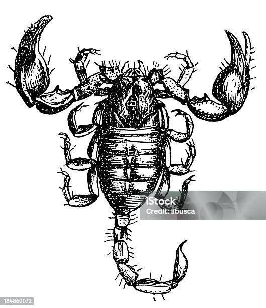 Vetores de Escorpião Europeu Scorpio Europaeus e mais imagens de Animal - Animal, Antigo, Antiguidade