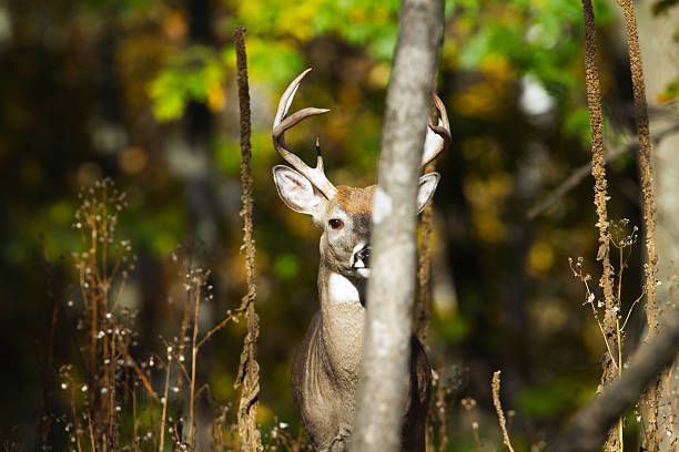 Hidden whitetail buck in Autumn foliage. Hidden whitetail buck in fall foliage. (Odocoileus virginianus) deer hide stock pictures, royalty-free photos & images
