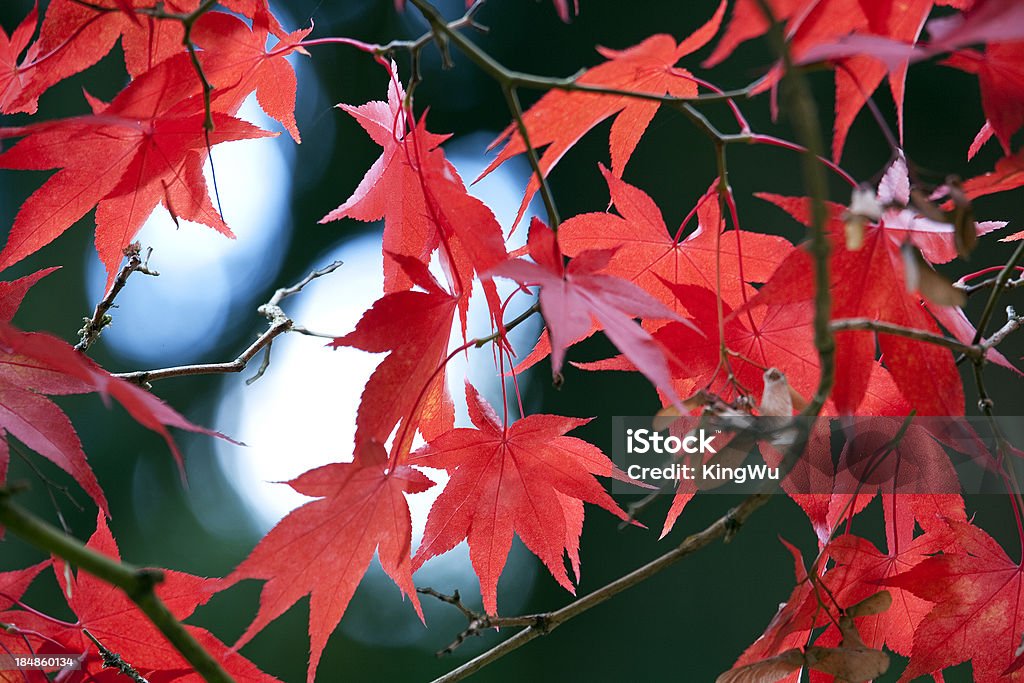 Foglie d'autunno - Foto stock royalty-free di Acero