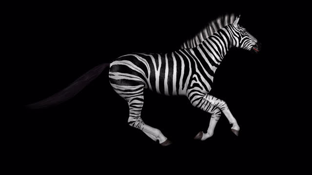 African Zebra - Savannah Horse - Wild Animal - Gallop Run Loop - Side View CU