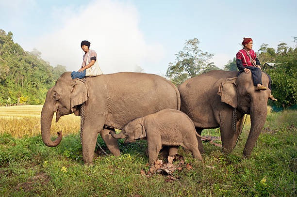Asian Elephants Two Karen mahouts with their elephants by a rice field in north Thailand. A young elephant makes it's way towards it's mother to feed. padaung tribe stock pictures, royalty-free photos & images