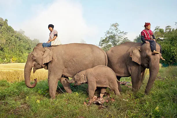 Two Karen mahouts with their elephants by a rice field in north Thailand. A young elephant makes it's way towards it's mother to feed.