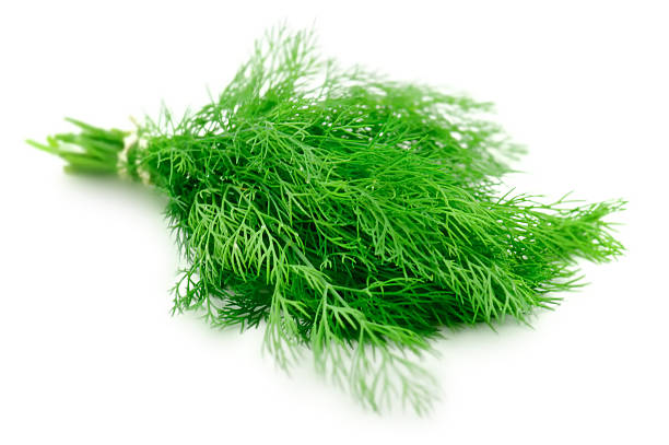 dilll - dill fennel isolated herb stock-fotos und bilder