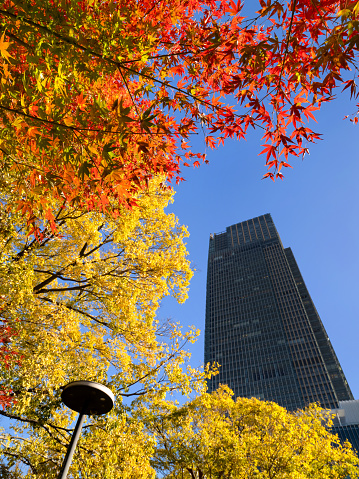Autumn leaves at Tokyo Midtown Tower and Midtown Garden, Tokyo