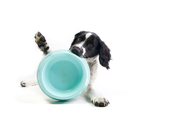 Spaniel puppy holding up her empty food bowl