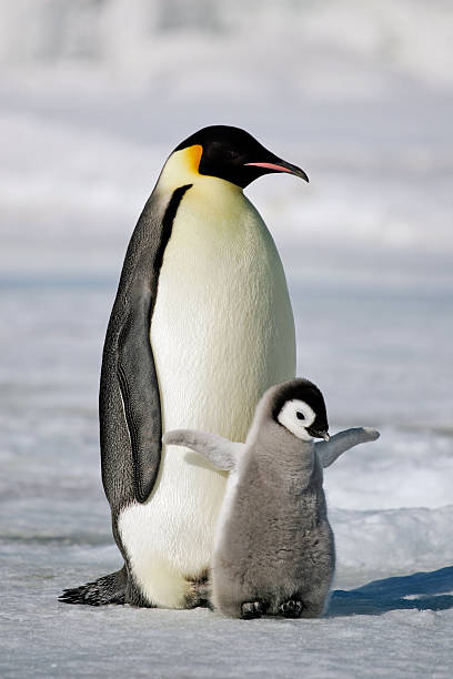 Emperor Penguin with Chick An Emperor Penguin chick flaps its wings after being fed by its parent. Antarctica. young bird photos stock pictures, royalty-free photos & images