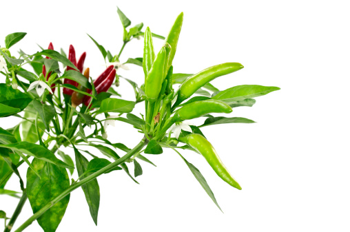 Branch of red hot pepper with green leaves isolated on white background.