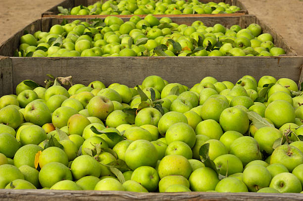 istock Close-up of Harvested Granny Smith Apples 184860608