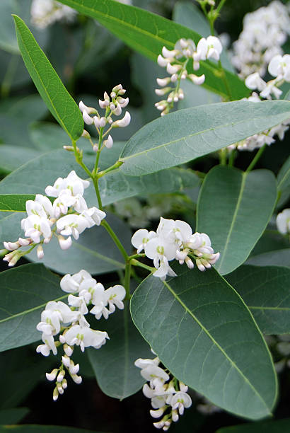 White Hardenbergia stock photo