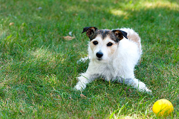 1,300+ Parson Terrier Stock Photos, Pictures & Royalty-Free Images - iStock