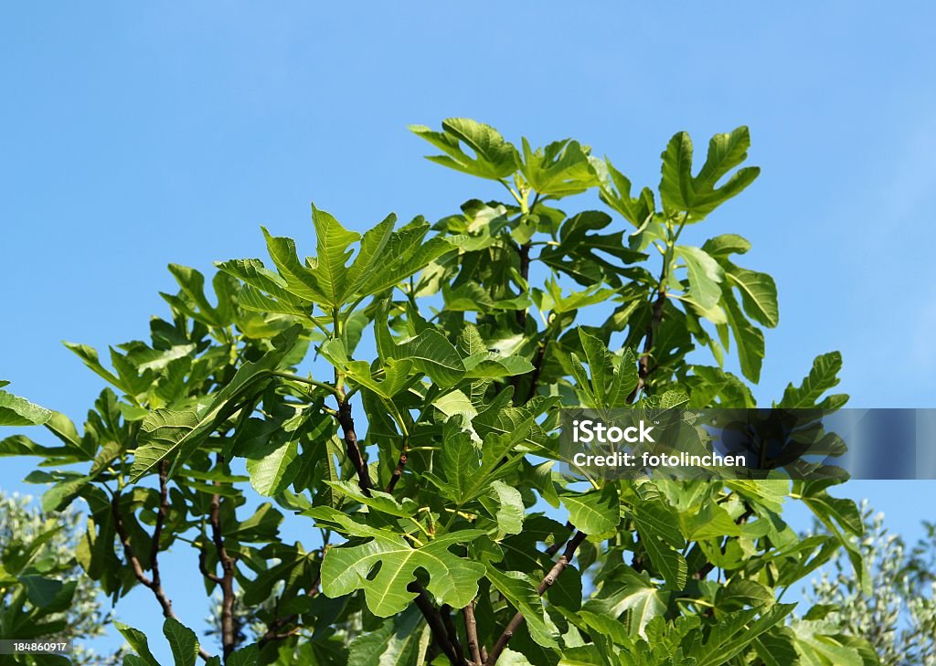 Feige branch - Lizenzfrei Ast - Pflanzenbestandteil Stock-Foto