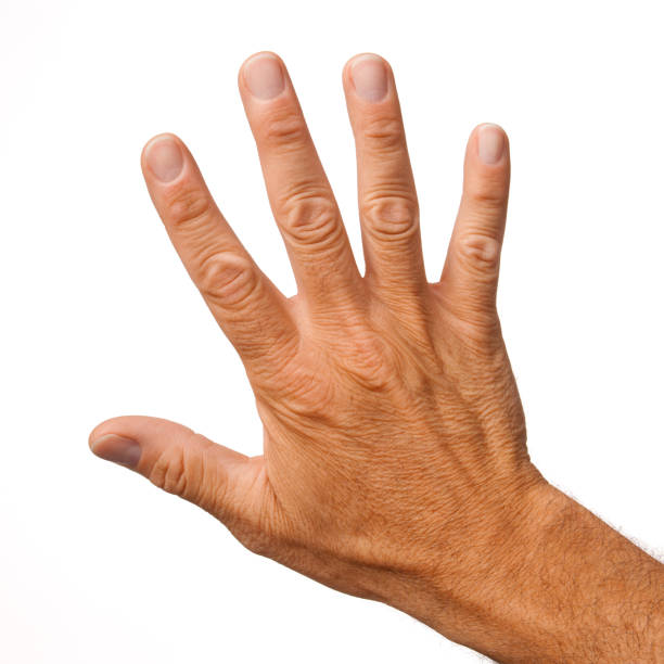 istock Back of open male hand, five fingers, on white background 184861106