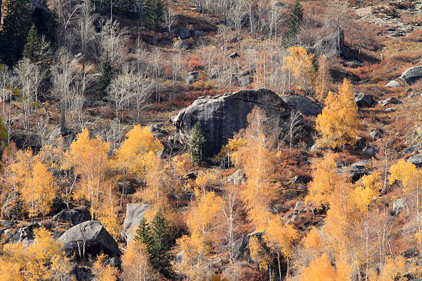 autumn landscape the trees and stone on the hillside in Xinjiang China birch gold group review trustpilot stock pictures, royalty-free photos & images