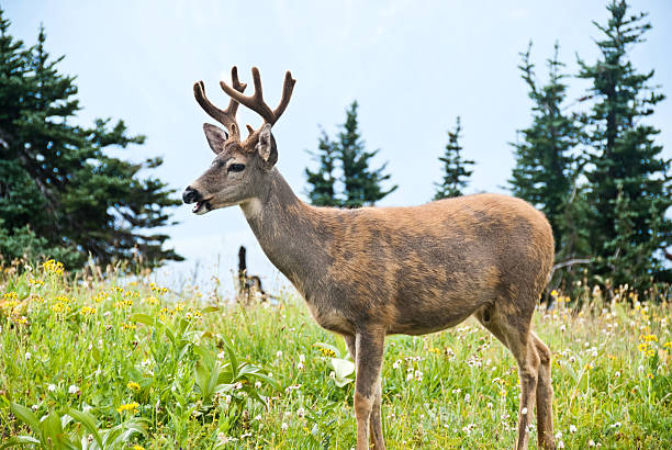 istock Blacktail Buck Grazing in a Meadow 184861180