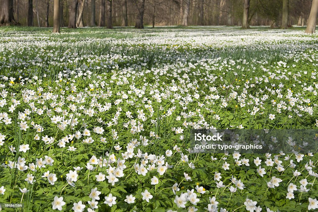 Анемон nemorosa в парке - Стоковые фото Анемона роялти-фри