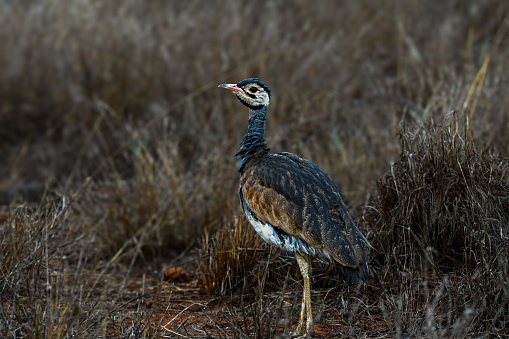 Bustards are a ground bird species found throughout Africa