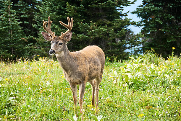 istock Blacktail Buck Standing in a Meadow 184861378