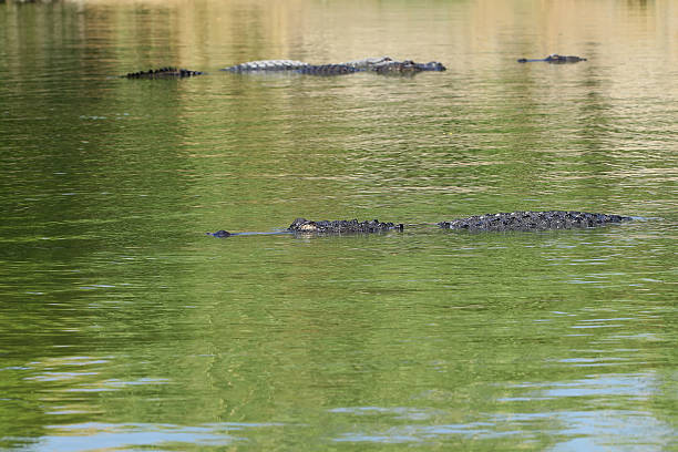 alligatoren schwimmen auf einem fluss - hamat gader stock-fotos und bilder