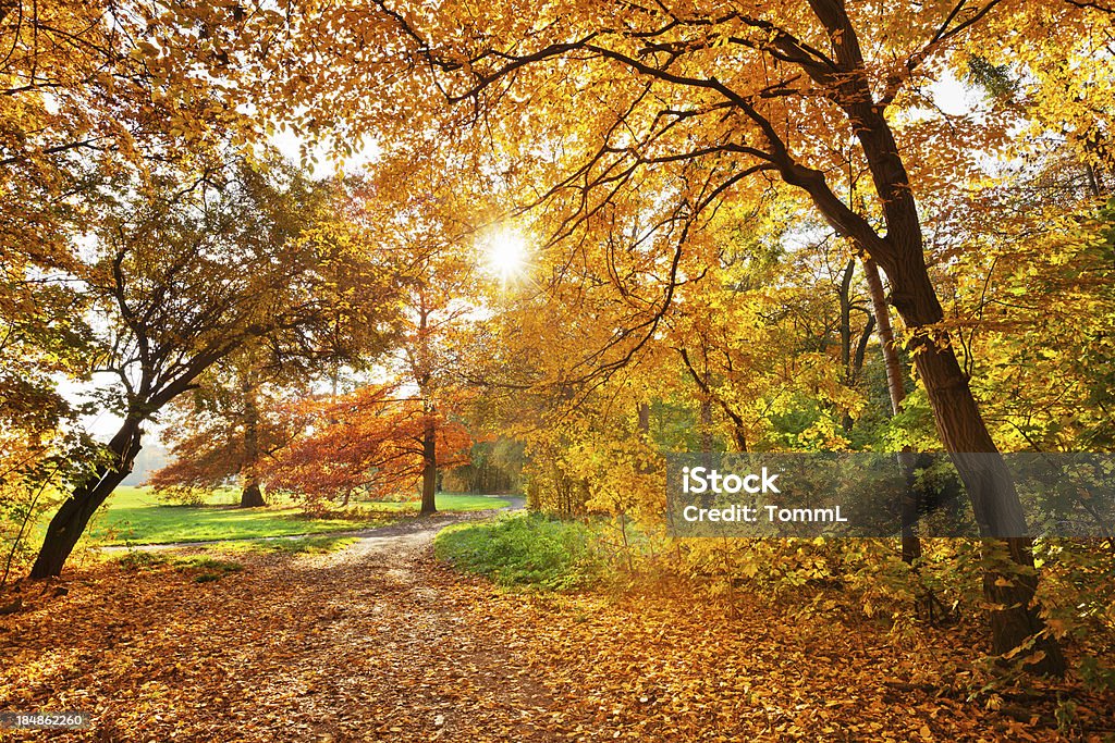 Outono Park - Foto de stock de Outono royalty-free
