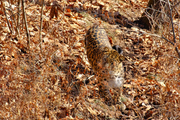 African leopard in the Chitabe Concession of Botswana.