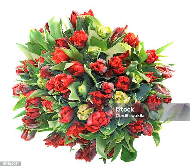 Tulipa Vermelha Cacho Como Oferta - Fotografias de stock e mais imagens de Tulipa - Tulipa, Bouquet, Felicitar