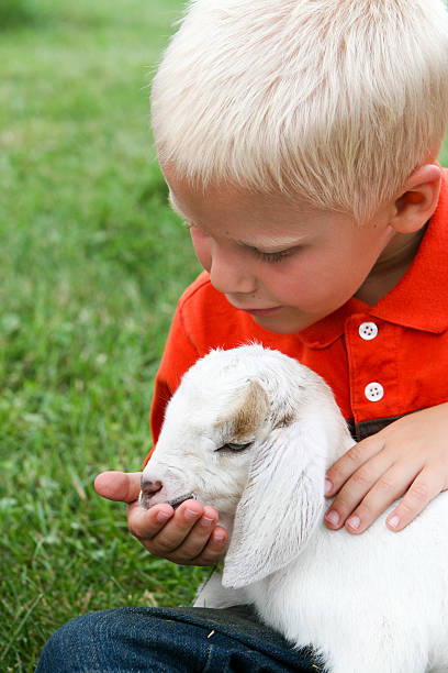남자아이 먹이기 양고기를 농장 스톡 사진