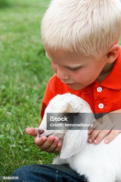 Menino Alimentação Cordeiro Na Exploração - Fotografias de stock e mais imagens de Jardim zoológico de animais domésticos - Jardim zoológico de animais domésticos, Alimentar, Cordeiro - Animal