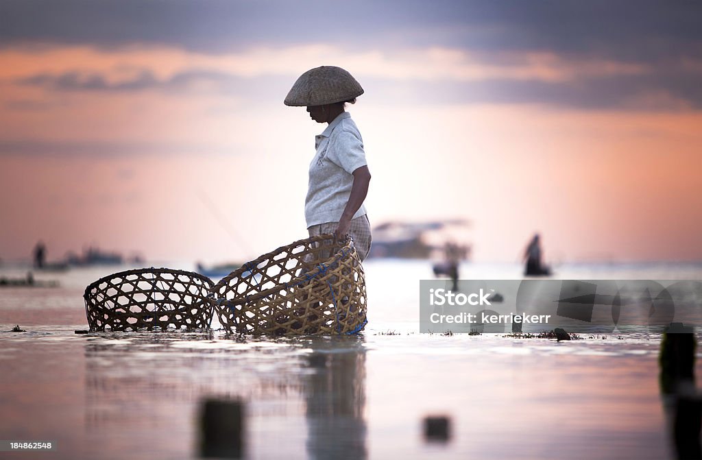 Seaweed Farmer "A Balinese woman uses a basket to collect seaweed at sunset. The photo is taken on Nusa Lembongan, Bali, Indonesia." Nusa Dua Stock Photo