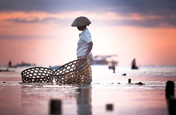 alga marinha agricultor - nusa lembongan bali island beach imagens e fotografias de stock