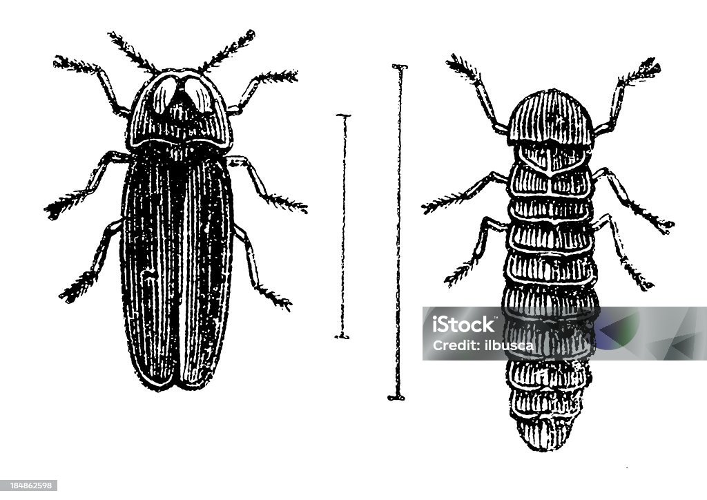 Glowworm (Lampyris Noctiluca) 숫나사 및 유충 - 로열티 프리 Lampyris Noctiluca 스톡 일러스트