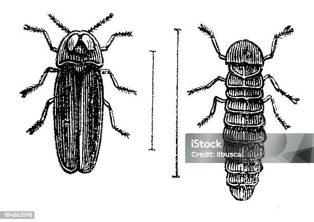 Glowworm 숫나사 및 유충 Lampyris Noctiluca에 대한 스톡 벡터 아트 및 기타 이미지 - Lampyris Noctiluca, 0명, 19세기 스타일