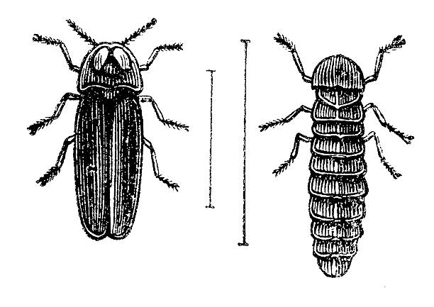 Glowworm (Lampyris Noctiluca) male and larva Glowworm (Lampyris Noctiluca) male and larva lampyris noctiluca stock illustrations