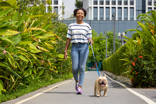 African American woman is walking with her french bulldog puppy in the dog park at grass lawn after having morning exercise during the summer