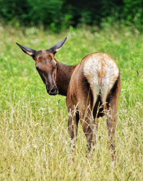 グレートスモーキー山脈国立公園のヘラジカ。野生動物の観察。 - tennessee east mountain smoke ストックフォトと画像