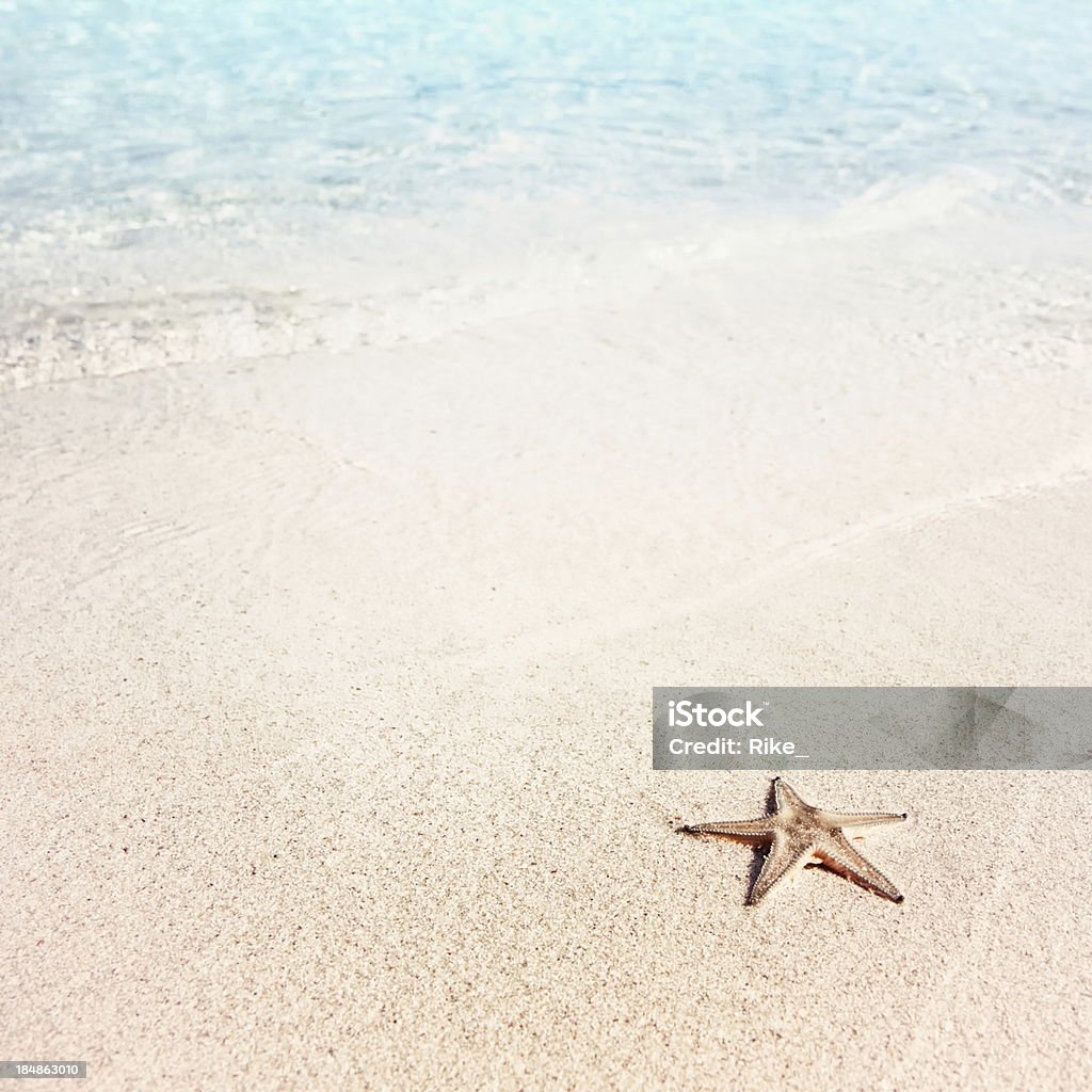 외로운 불가사리류 해변 - 로열티 프리 0명 스톡 사진