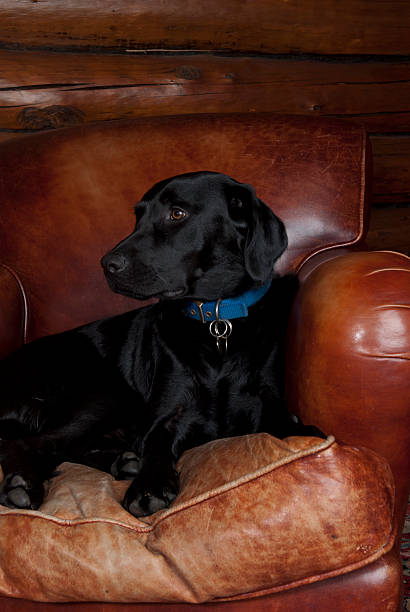 istock Dog sitting in armchair inside log cabin 184863260
