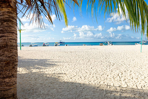 istock Clean tropical white sand beach with coconut trees 184863280