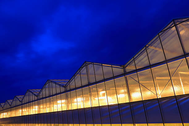 istock assimilation lights in a greenhouse 184863285