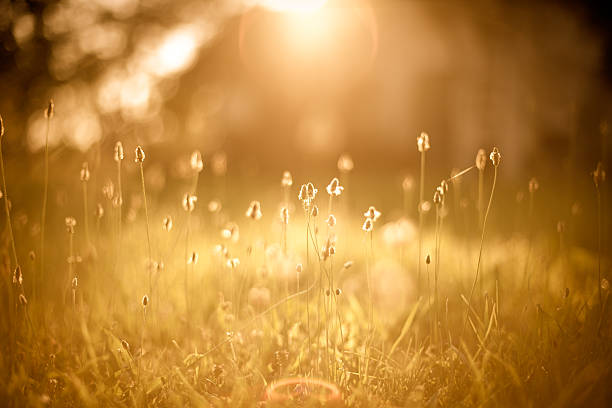 campo com a luz do sol - golden sunset - fotografias e filmes do acervo