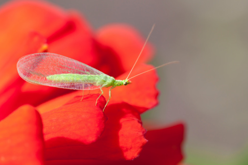 Green lacewing (Dichochrysa ventralis) on red flower.