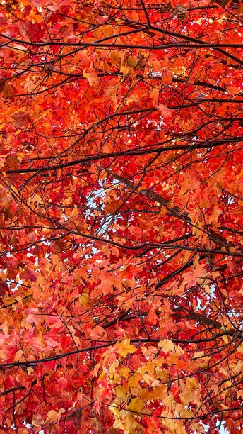 Bright red and yellow fall colors on a maple tree