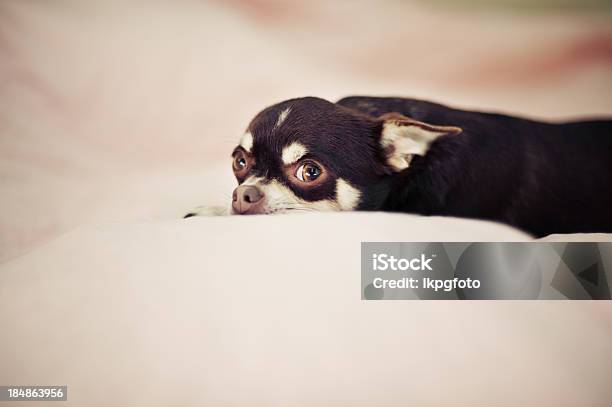 Es War Mir Nicht Stockfoto und mehr Bilder von Chihuahua - Rassehund - Chihuahua - Rassehund, Angst, Hund